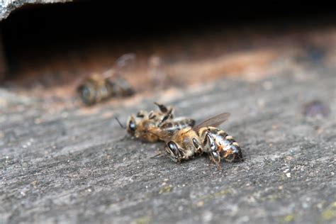 Can bees sense dead bees?
