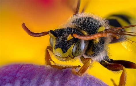 Can bees sense if you're scared?