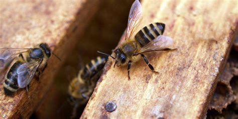 Can bees sense love?