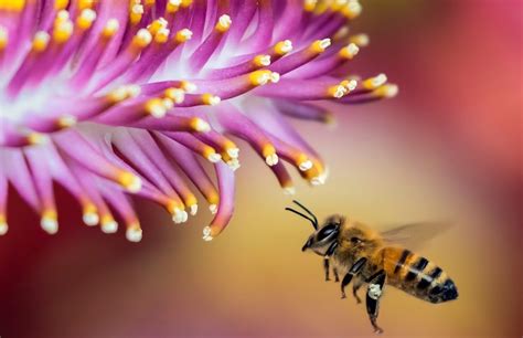 Can bees sense pregnancy?