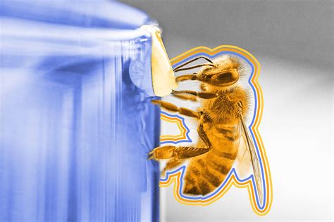 Can bees show affection to humans?