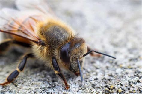 Can bees smell drugs?
