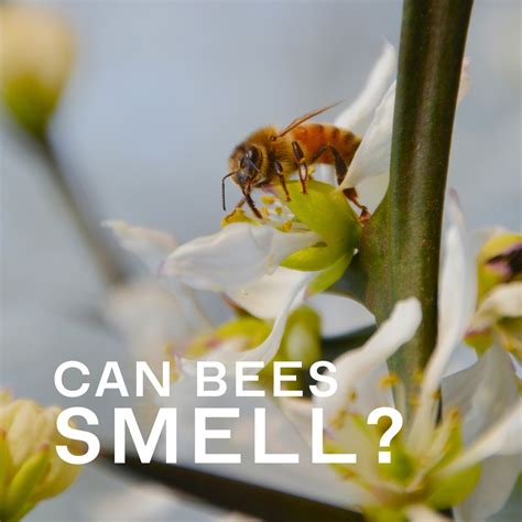 Can bees smell explosives?