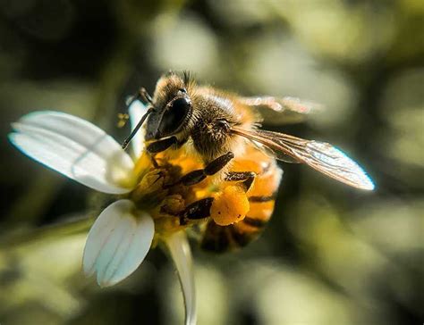 Can bees smell human fear?