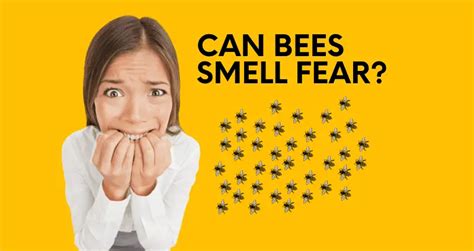 Can bees smell your fear?
