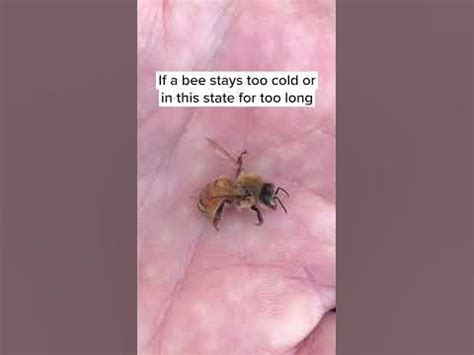 Can bees survive a cold night?