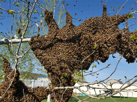 Can bees swarm in August?