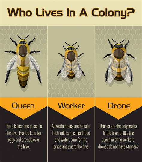 Can bees think for themselves?