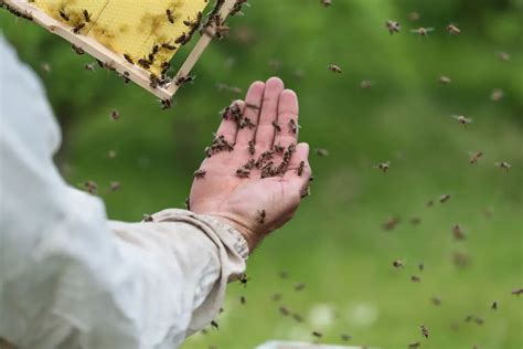 Can bees trust humans?