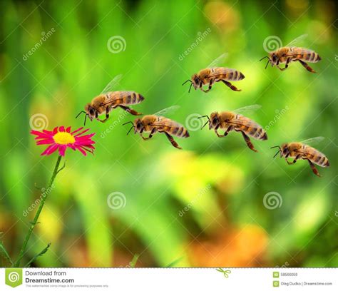 Can bees trust people?