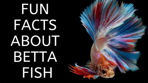 Can betta fish have fun?