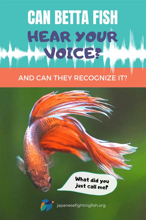Can betta fish hear your voice?