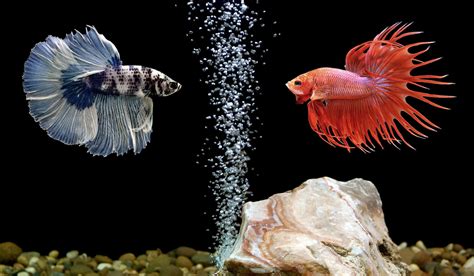 Can betta fish live 10 years?