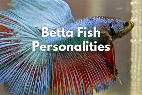 Can betta fish remember faces?