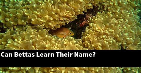 Can bettas learn their name?