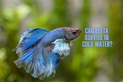 Can bettas live 7 years?