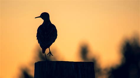 Can birds be in the dark?
