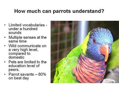 Can birds comprehend words?