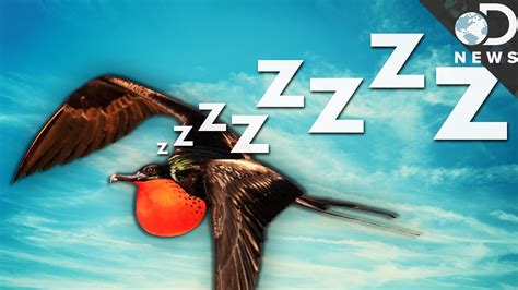 Can birds fall sleep while flying?