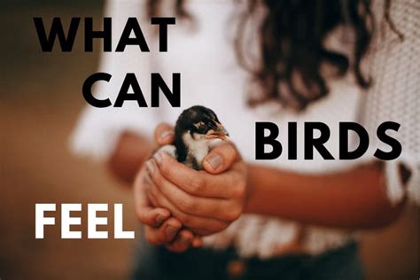 Can birds feel when you are sad?