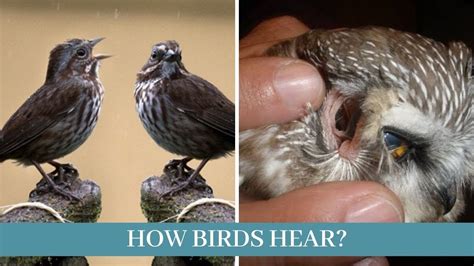 Can birds hear human voices?