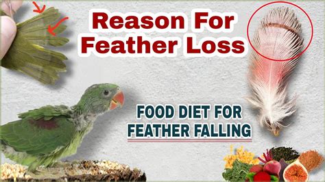 Can birds lose feathers from depression?