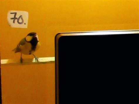 Can birds see TV?