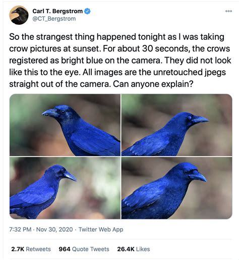 Can birds see UV?