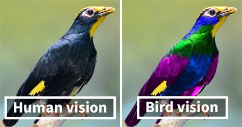 Can birds see black light?