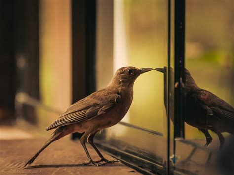 Can birds see through mirror?