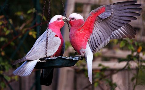 Can birds show love?