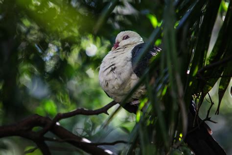 Can birds sleep in light?