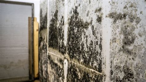 Can black mold behind walls harm you?
