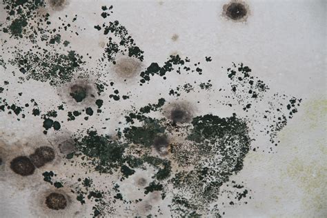 Can black mold live without moisture?