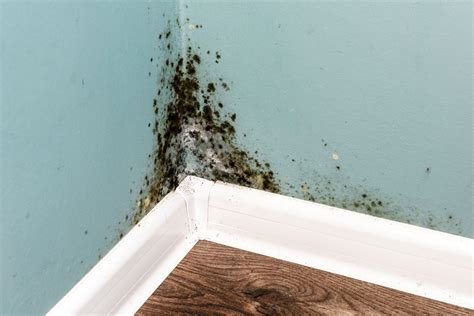 Can black mold survive in heat?