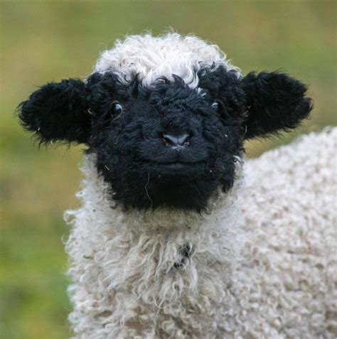 Can black sheep have white faces?