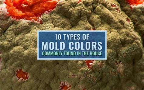 Can blood grow mold?
