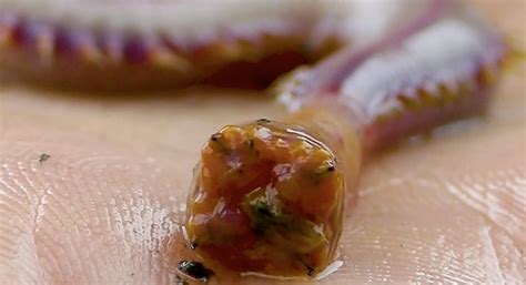 Can bloodworms hurt humans?