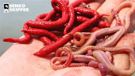Can bloodworms make you sick?