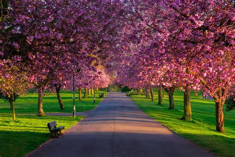 Can blossom trees grow in UK?