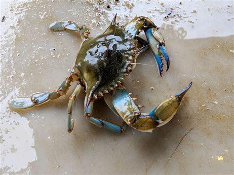 Can blue crabs hurt you?