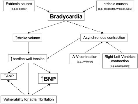 Can bradycardia cause stroke?