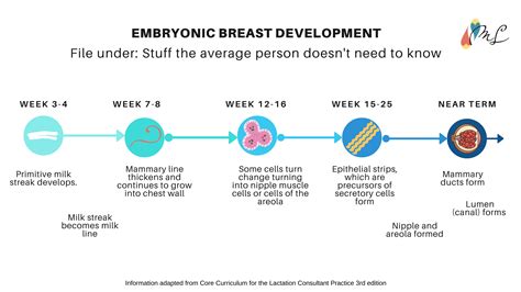 Can breasts grow later in life?