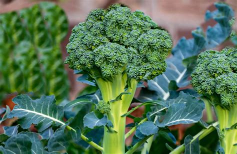 Can broccoli and peppers be grown together?
