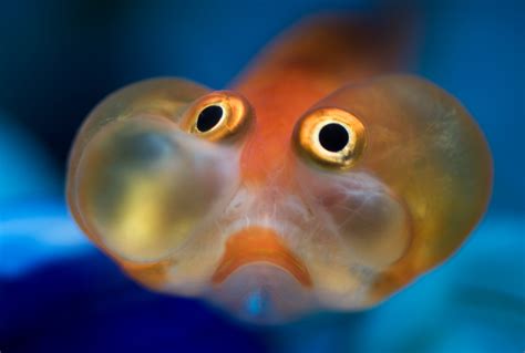 Can bubble eye goldfish pop?