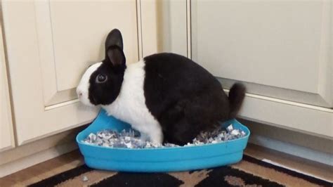 Can bunnies be potty trained?