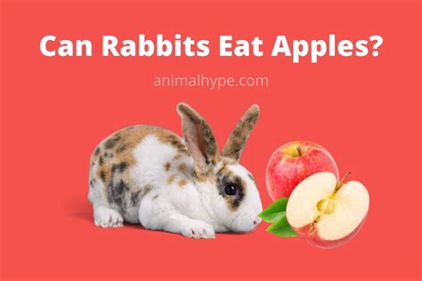 Can bunnies eat apples?