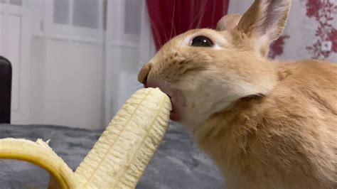 Can bunnies eat bananas?