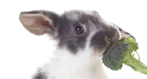 Can bunnies eat broccoli?