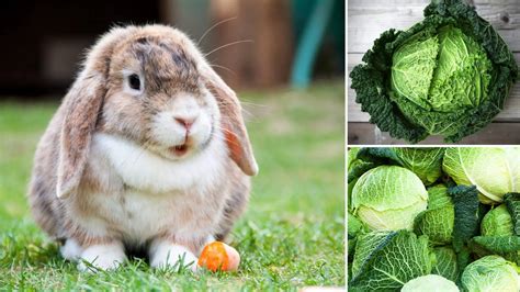 Can bunnies eat cabbage?